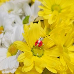 Ladybug Earrings with diamonds