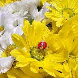 Orecchini Coccinella con Diamanti