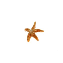 Enemel Starfish Charm
